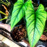 Alocasia Bisma Borneo