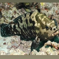 ikan kerapu macan/kerapu tawon 6-8cm air tawar