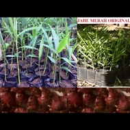 Bibit jahe merah/tanaman herbal jahe merah