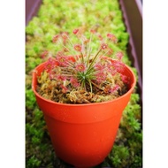 [Live Plant SUNDEW] Drosera Paradoxa 8cm pot