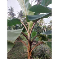 Anak pokok pisang Raja Udang / Pisang Merah