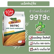 เมล็ดพันธุ์ข้าวโพด ดีคาล์บ 9979c 3.5หุน 10 กิโลกรัม (จำกัด1กระสอบ ต่อ1คำสั่งซื้อ)
