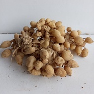 Kunyit putih mentah kunyit putih segar kunyit putih kunyit putih segar 250 gram kunyit putih