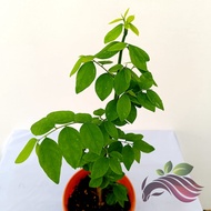 Pokok Pucuk Manis Pokok Sayur Manis Pokok Cekur Manis Sauropus Androgynus 马尼菜 树仔菜 Money菜 by LS Group