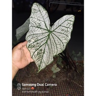 caladium bulb, benih ubi keladi hiasan bukan pokok