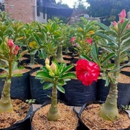 Tanaman Hias Bonsai Bunga Adenium Merah/Bahan Bonsai Adenium