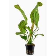 tumbuhan akuatik Echinodorus ozelot 'Green' aquascape