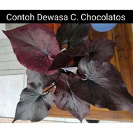 tanaman hias caladium / caladium/ keladi chocolatos