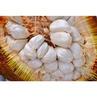 Anak Pokok Buah Tarap