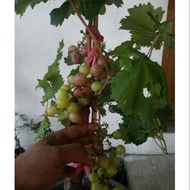 Pokok anggur Thai batang besar/grape Tree