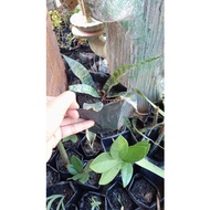 Anak Pokok lidah buaya