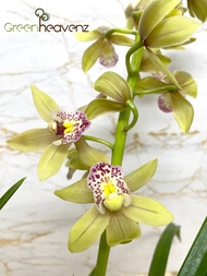 GHZ - Cymbidium Boat Orchid Flower Live Plant Pokok Bunga Orkid Hidup