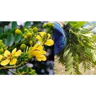 MKT - Anak pokok Johar/juhar /juar/ khae-lek - Senna siamea