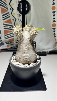 清位 塊根植物 象牙玉 連黑膠盆 不是象牙宮