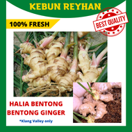 [PRE-ORDER] 100% Fresh Organic 250g Bentong Ginger / Halia Bentong (Ubi / Rizom / Anak Benih / Jamu 