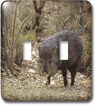3dRose lsp_88009_2 Arizona, Javelina Wildlife, Arizona-Sonora Desert Us03 Kwi0021 Kymri Wilt Double 