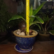 Bonsai Kelapa Deko Rumah