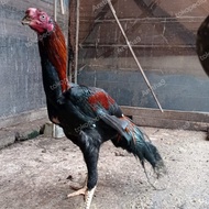 Ayam aseel Parrot 