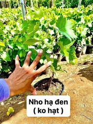 Nho hạ đen không hạt