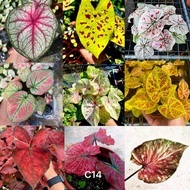 [Live Plant] Caladium bicolor houseplant, Keladi warna mix by LS Group