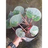 Sindo - Begonia Red Carpet Live Plant K2NW2RATCK