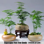 [Fast Growing] 35pcs Asparagus Fern Tree Seeds Asparagus Fern Plants Seeds Evergreen Bamboo Seeds Bo