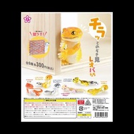 [扭蛋]Nozokimi Leopa 偷窺狂豹紋守宮