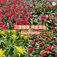 [CNY 2026] TKL - Guzmania ElcopeRed/Yellow/Purple/Conifera/Concubine/Classic/Kallisto 鸿运当头/三星报喜凤梨花