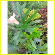 ♧ ◩ ⊕ Available Live plants for sale (Selloum/Sahod Yaman)