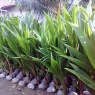 5 bibit kelapa hibrida / kelapa ijo