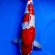 Ikan Koi Import Kohaku Ginrin Show Quality Sertifikat Dainichi 50Cm