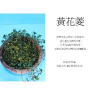 心栽花坊-黃花菱/7吋盆/水生植物/開花植物/售價160特價140