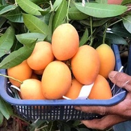 [MUST BUY] Pokok KUNDANG JUMBO Terus dari Ladang (Thailand)/ Live Plant/ Size Buah XXL- #Specialvari