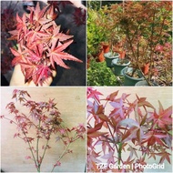 Pokok Maple Merah Red Maple Tree