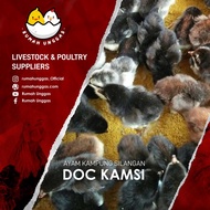 DOC Ayam Kampung Silang ( Kamsi )