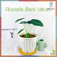 Alocasia Black Velvet อโลคาเซีย แบล็ค เวลเว็ท ต้นไม้ฟอกอากาศ ต้นไม้มงคล สินค้ามีจำนวนจำกัด