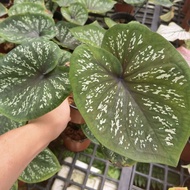 Caladium -Pokok Keladi /Indoor Plant/Real Live Plant/Pokok Bunga Hiasan
