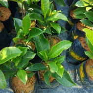 Pokok buah cempedak durian