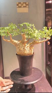 索馬里小葉葡萄 Cyphostemma betiforme