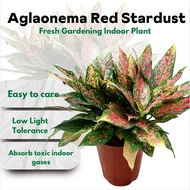 [Local Seller] Aglaonema Red Stardust-Fresh gardening indoor plant