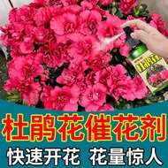 有機肥 花肥 開花肥 肥料 氮磷鉀 磷鉀肥 磷酸二氫鉀 杜鵑花專用營養液催花保花延長花期防黃葉落葉家用養花通用型肥料