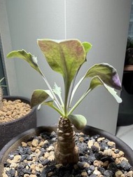 紫背美尻厚敦菊