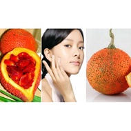 Imported Gac Oil Capsules Gac Fruit Extract （100 Capsules） 木鳖果油100颗粒