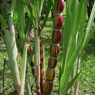 Bibit Tebu Pelangi Varigata Original