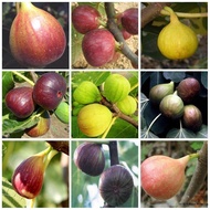 พร้อมสต็อกประเทศไทย เมล็ดมะเดื่อฝรั่ง หรือ มะเดื่อญี่ปุ่น Ficus carica (100เมล็ด) ดอกไม้ปลูก เมล็ดพั