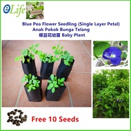 Blue Pea Flower Seedling (Single Layer Petal) Free 10 Seeds 蝶豆花幼苗 Baby Plant (Anak Pokok Bunga Telang) 🌱 Real Live Plant