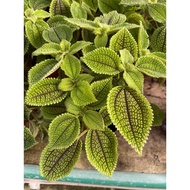 Pilea Mollis small 15cm pot premium plants for living or office decoration . Grows up to 6-12 in. ta