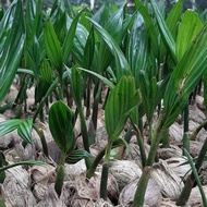Bibit Pinang Betara Kecambah Siap Tanam Batara Plant Bersertifikat