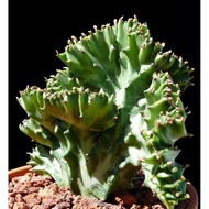 Euphorbia Lactea Cristata Cactus Succulent Kaktus