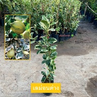 ต้นเลม่อน เลม่อนด่าง เลม่อนยูเรก้าด่าง (Variegated Lemon) กิ่งตอน เลม่อน ให้ผลเร็ว (รับประกัน ส่งใหม่ฟรี หากสินค้าเเสียหาย!!)